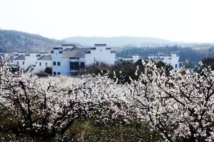 东京迷城